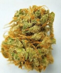 harlequin weed, harlequin strain, buy harlequin cannabis