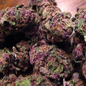 purple haze, purple haze weed, purple haze cannabis, purple haze marijuana, purple haze strain