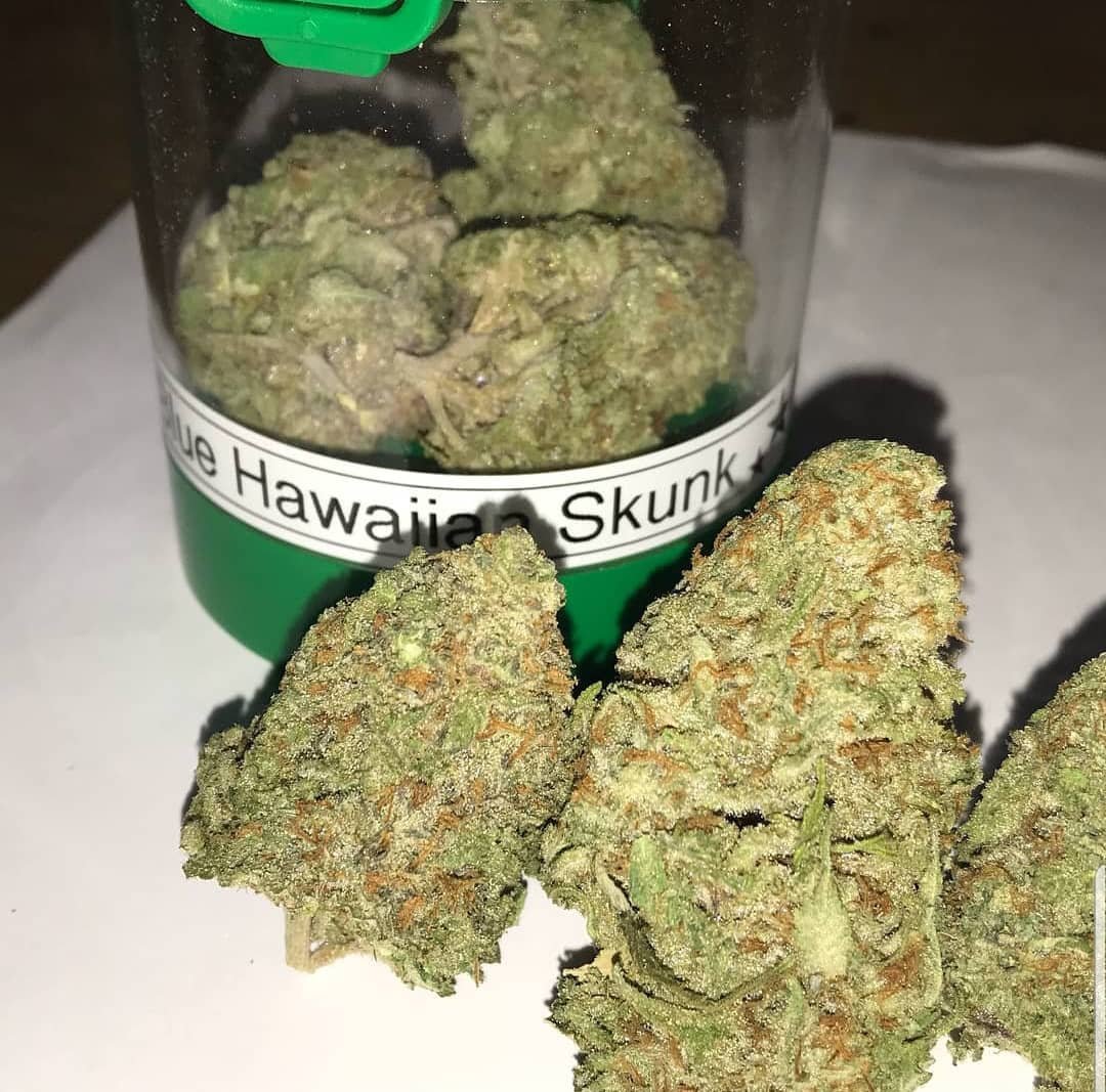 Hawaiian Skunk